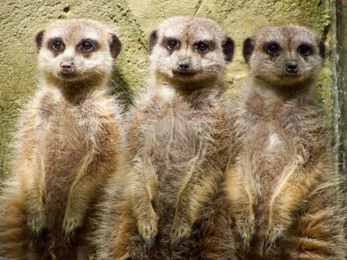 Stokstaartje - DierenPark Amersfoort