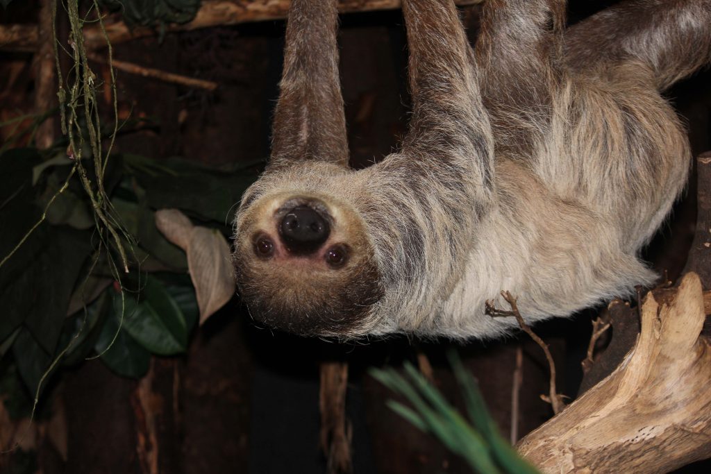Luiaard - DierenPark Amersfoort