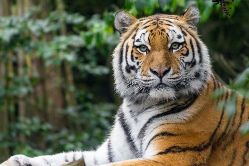 Siberische tijger