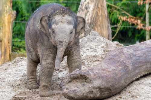 Aziatische olifant (2)