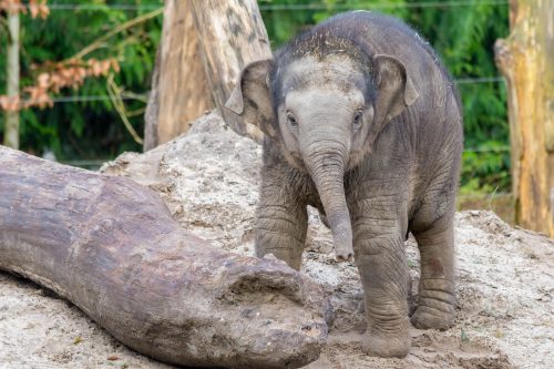 Aziatische olifant (2)