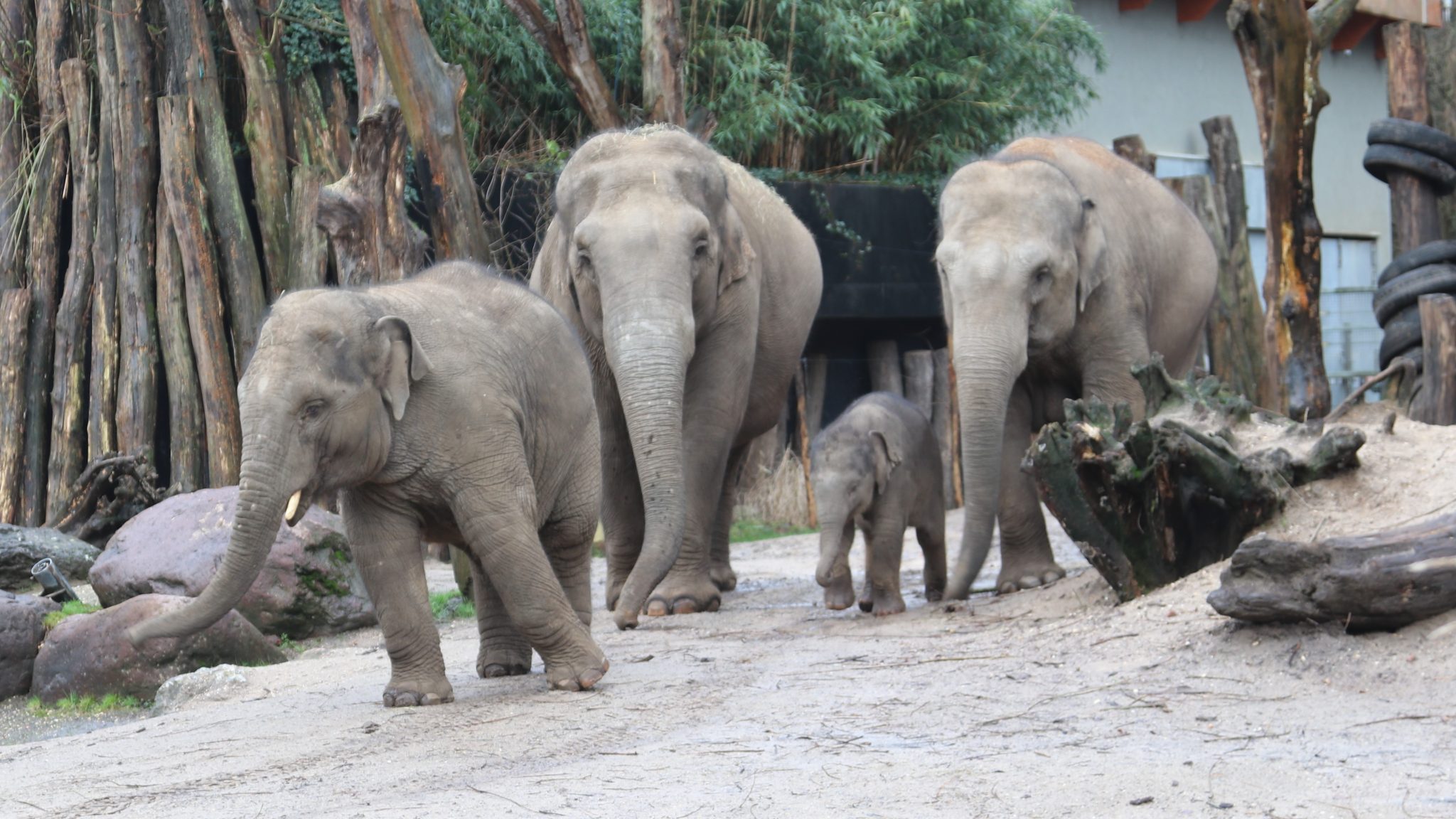 Alles over de Aziatische olifant | Ontmoet onze dieren | DierenPark