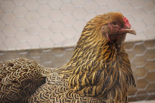 Barnevelder kip