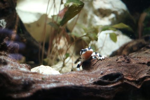 Beeksalamander