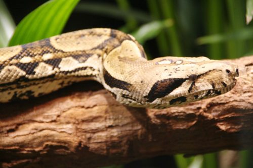 Boa Constrictor