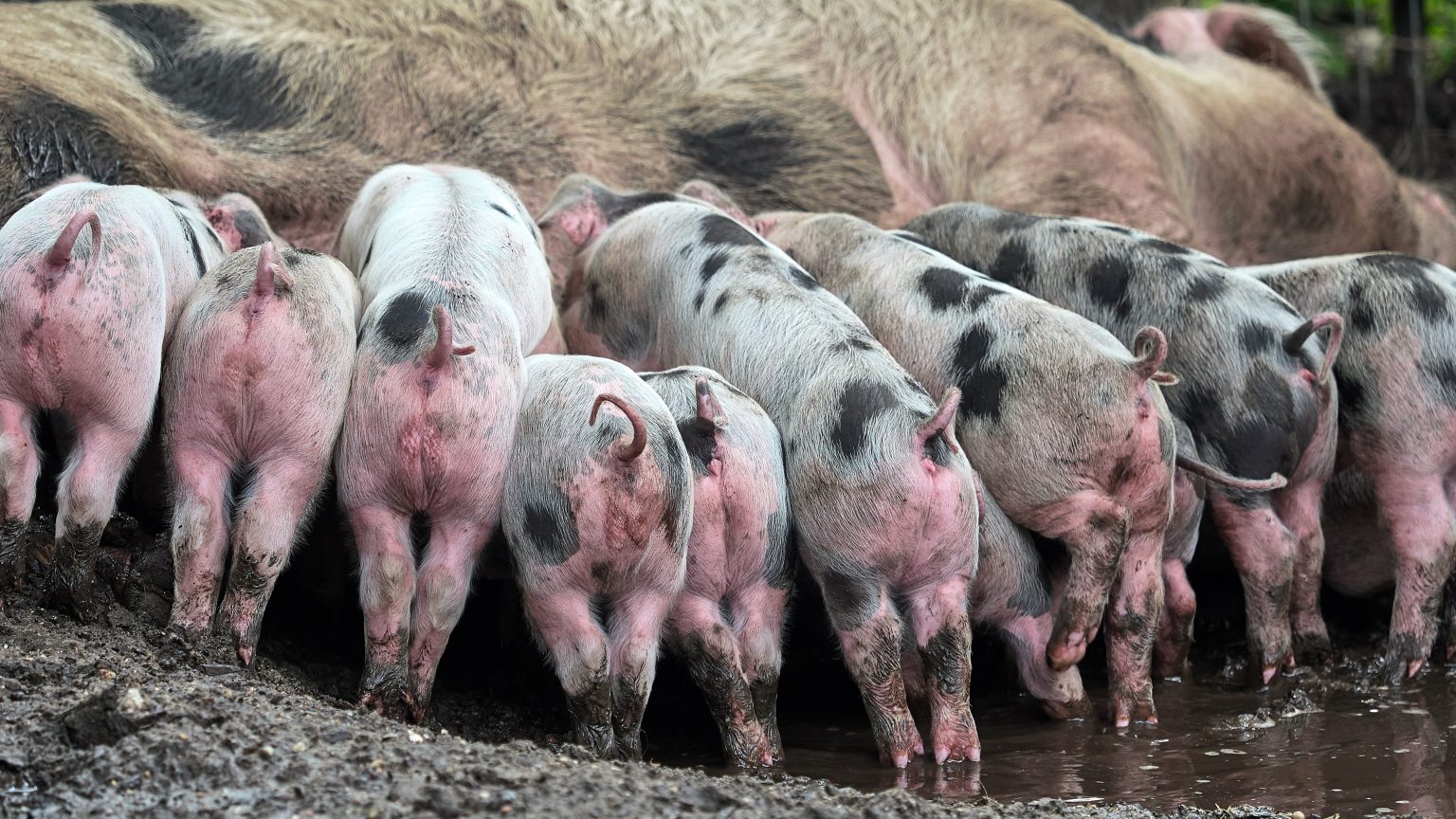 Alles over het varken Ontmoet onze dieren DierenPark Amersfoort