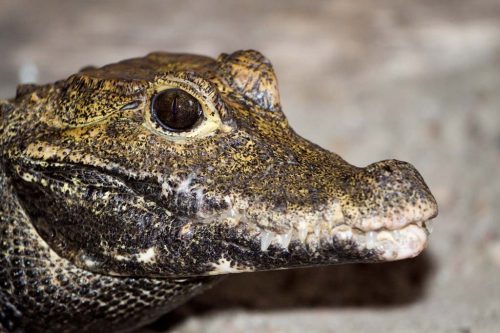 Breedvoorhoofdkrokodil