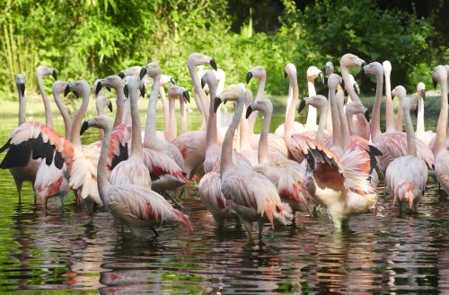 Chileense flamingo (1)