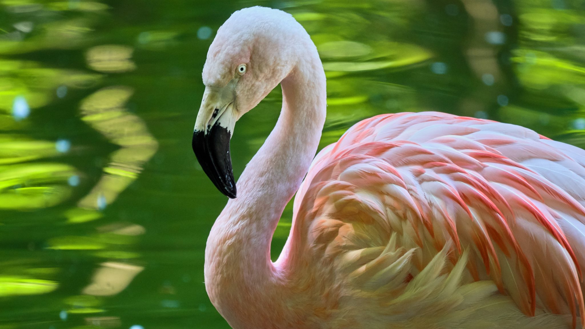 Alles over de Chileense Flamingo | Ontmoet onze dieren | DierenPark