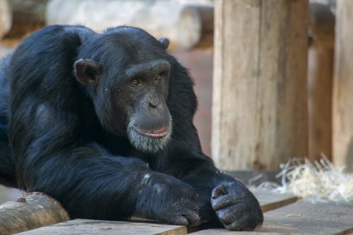 Chimpansee (2)