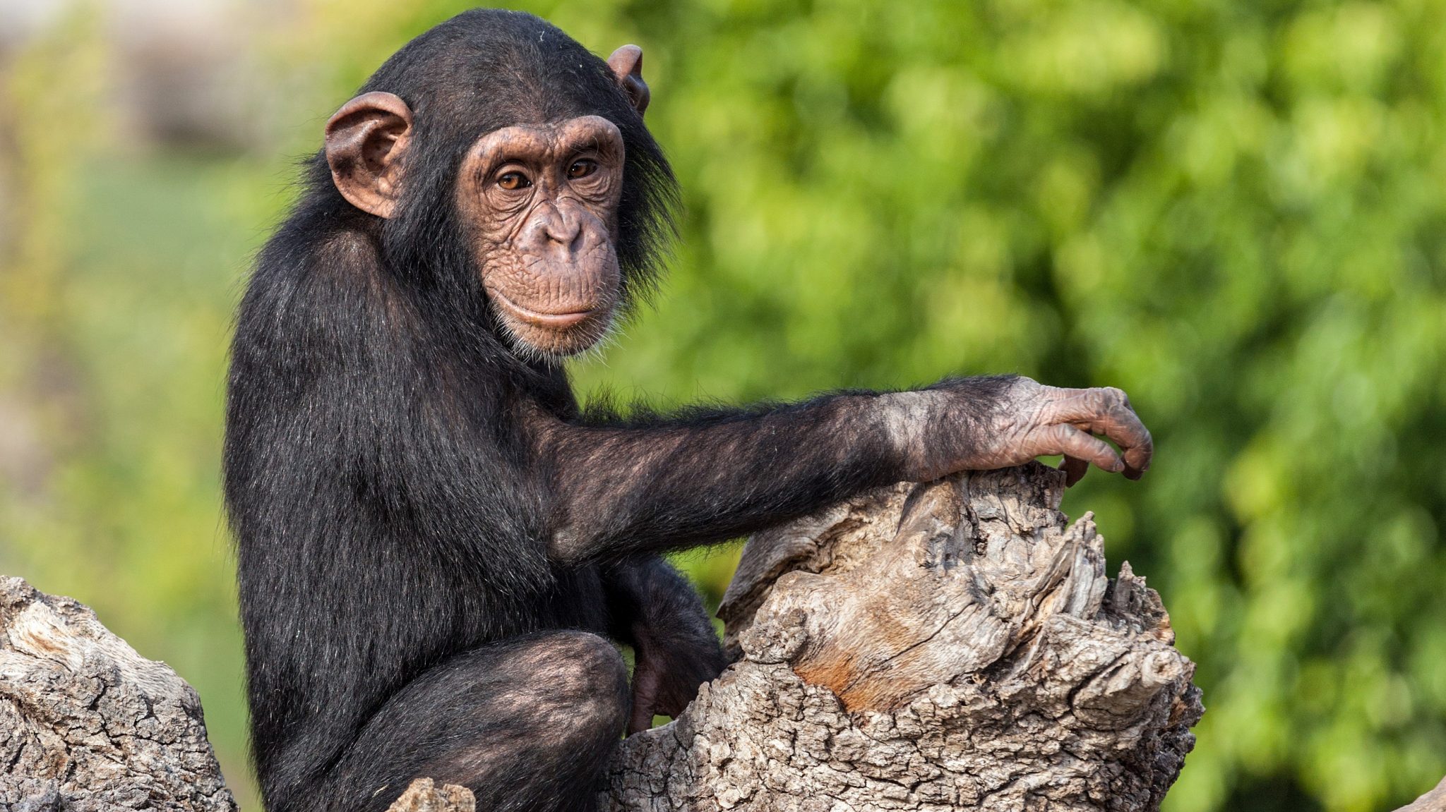 Alles over de chimpansee | Ontmoet onze dieren | DierenPark Amersfoort