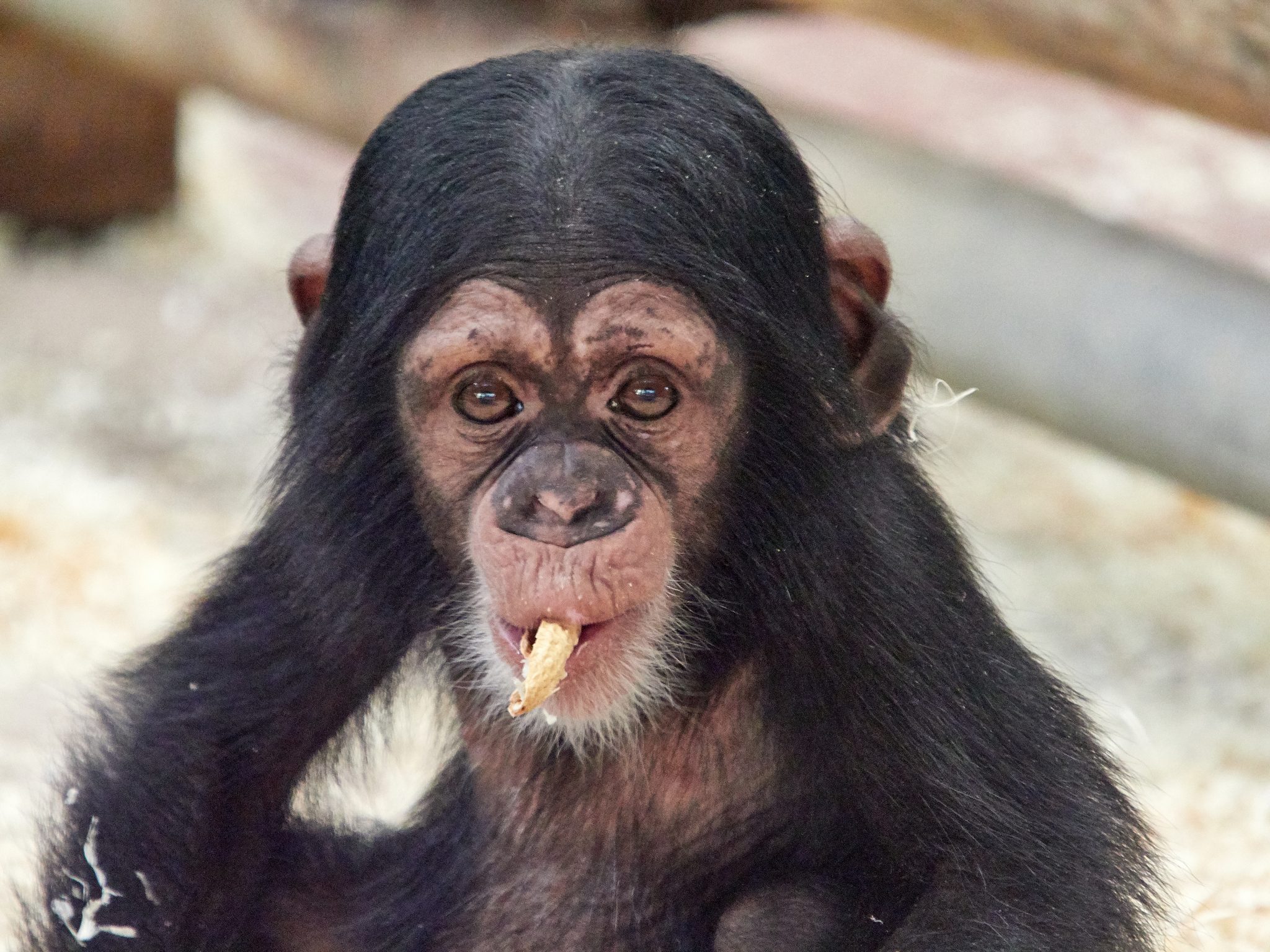 Alles over de chimpansee | Ontmoet onze dieren | DierenPark Amersfoort
