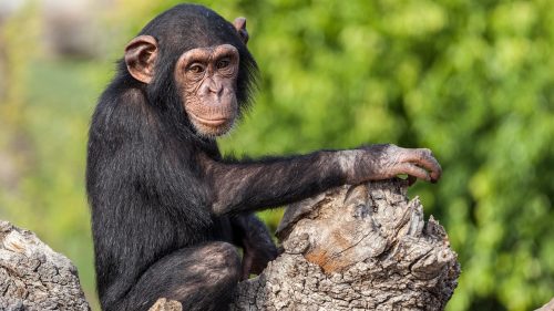 chimpansee
