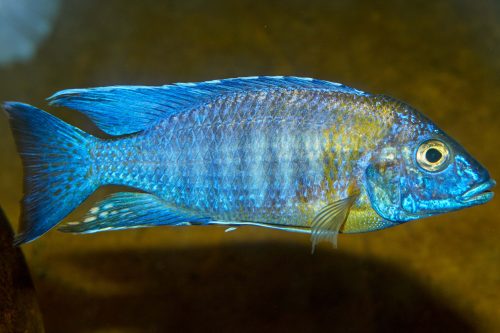 Cichlide