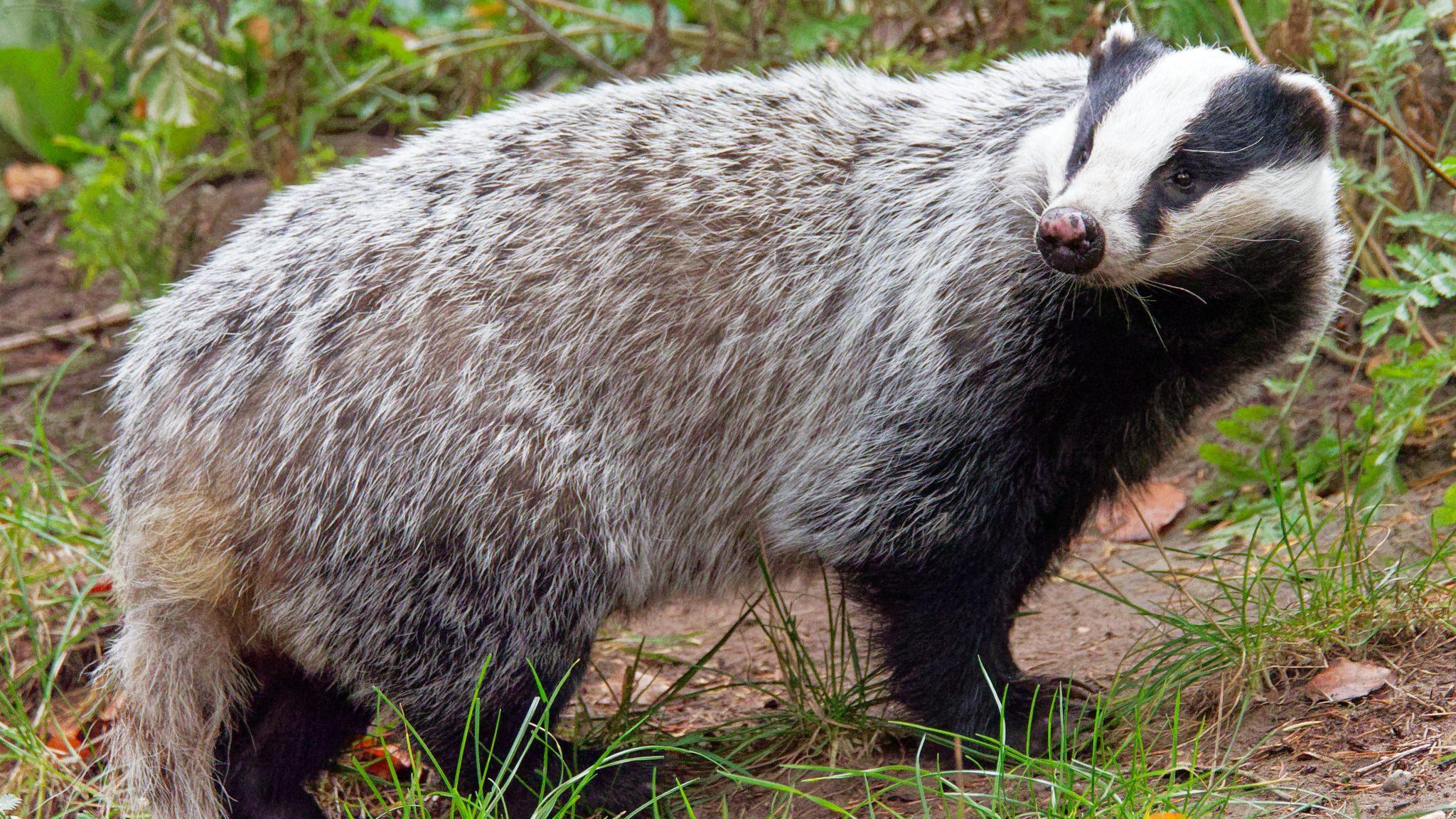 Alles over de das | Ontmoet onze dieren | DierenPark Amersfoort