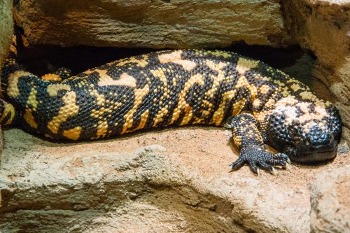 Gilamonster