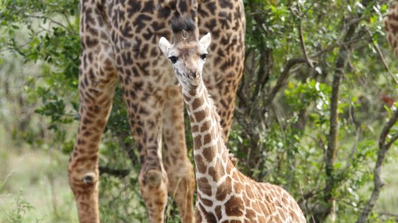 Alles over de giraffe | Ontmoet onze dieren | DierenPark Amersfoort