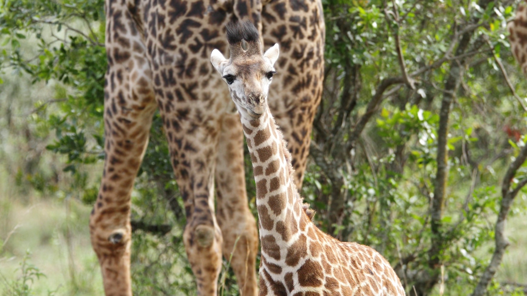 Alles over de giraffe | Ontmoet onze dieren | DierenPark Amersfoort