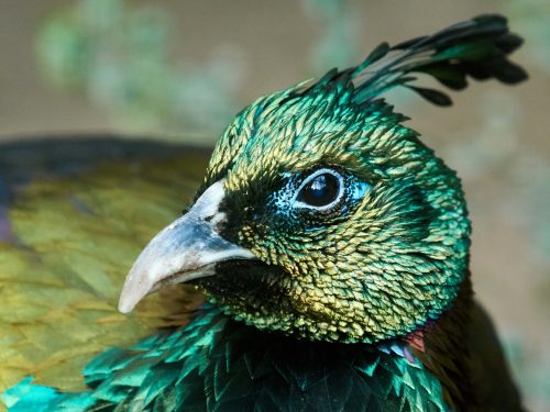 Himalaya glansfazant