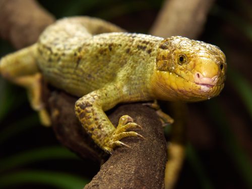 Grijpstaartskink