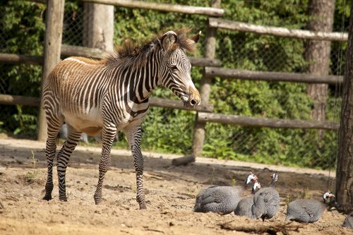 Grévy Zebra