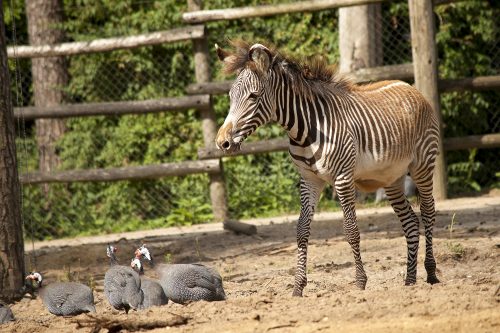 Grévy Zebra
