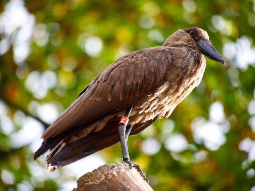 Hamerkop
