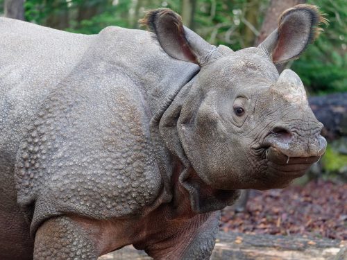 Indische neushoorn