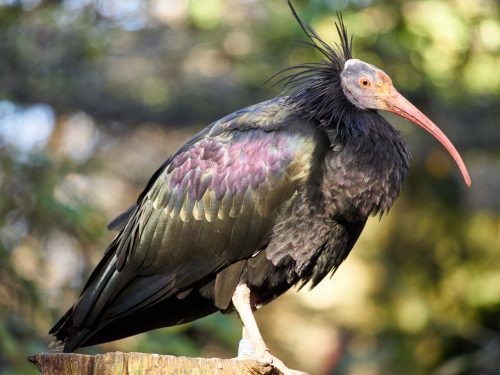 Kaalkopibis