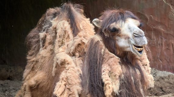 Alles over de kameel | DierenPark Amersfoort