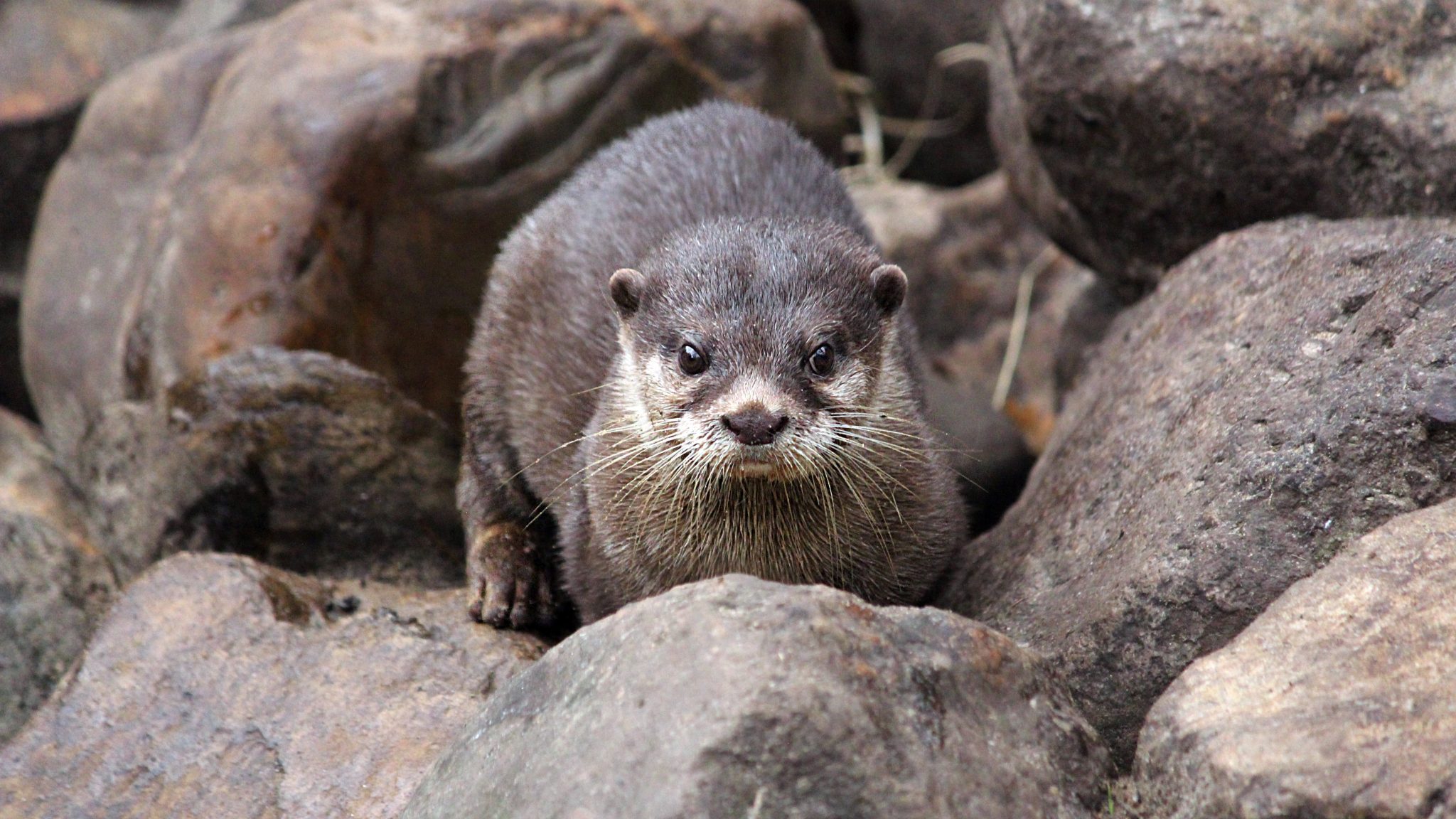 Alles over de otter | Ontmoet onze dieren | DierenPark Amersfoort