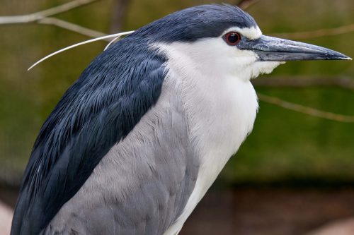 Kwak