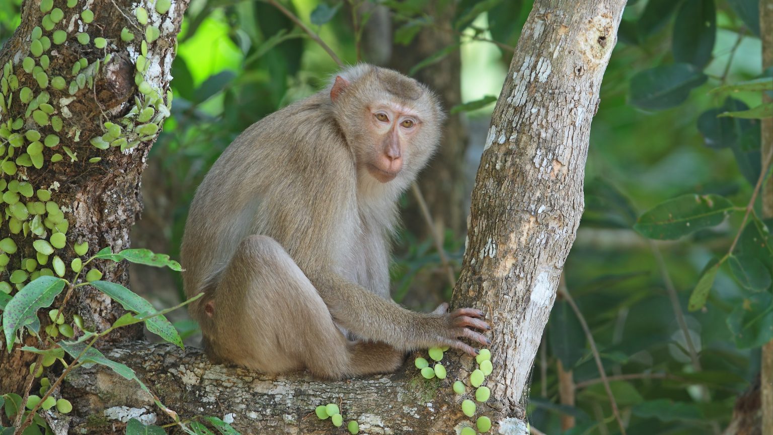 Alles over de laponderaap | DierenPark Amersfoort