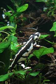 Luristan beeksalamander