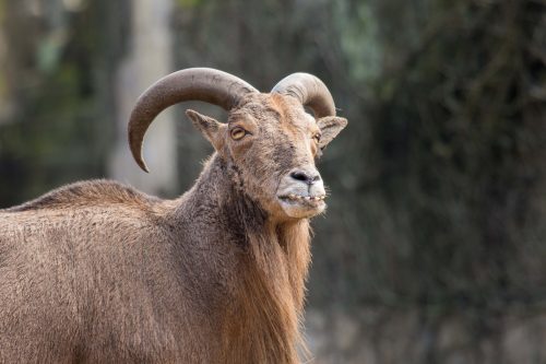 Manenschaap