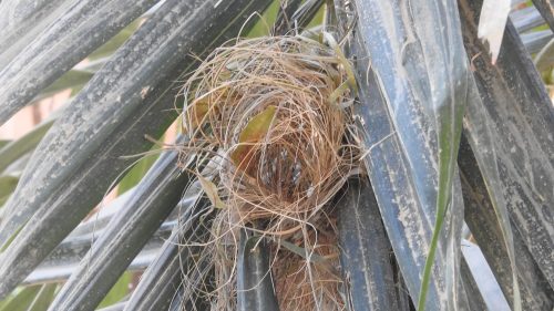 Wevervogel nest