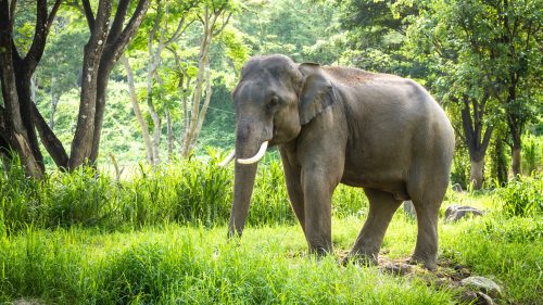 rijstwijn Lada Wolk Alles over de Aziatische olifant | Ontmoet onze dieren | DierenPark  Amersfoort