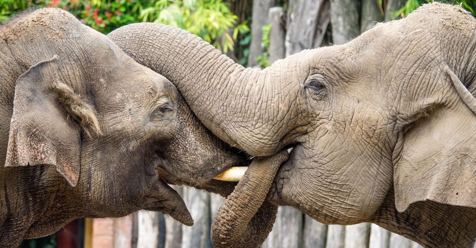 Alles over de Aziatische olifant | Ontmoet onze dieren | DierenPark