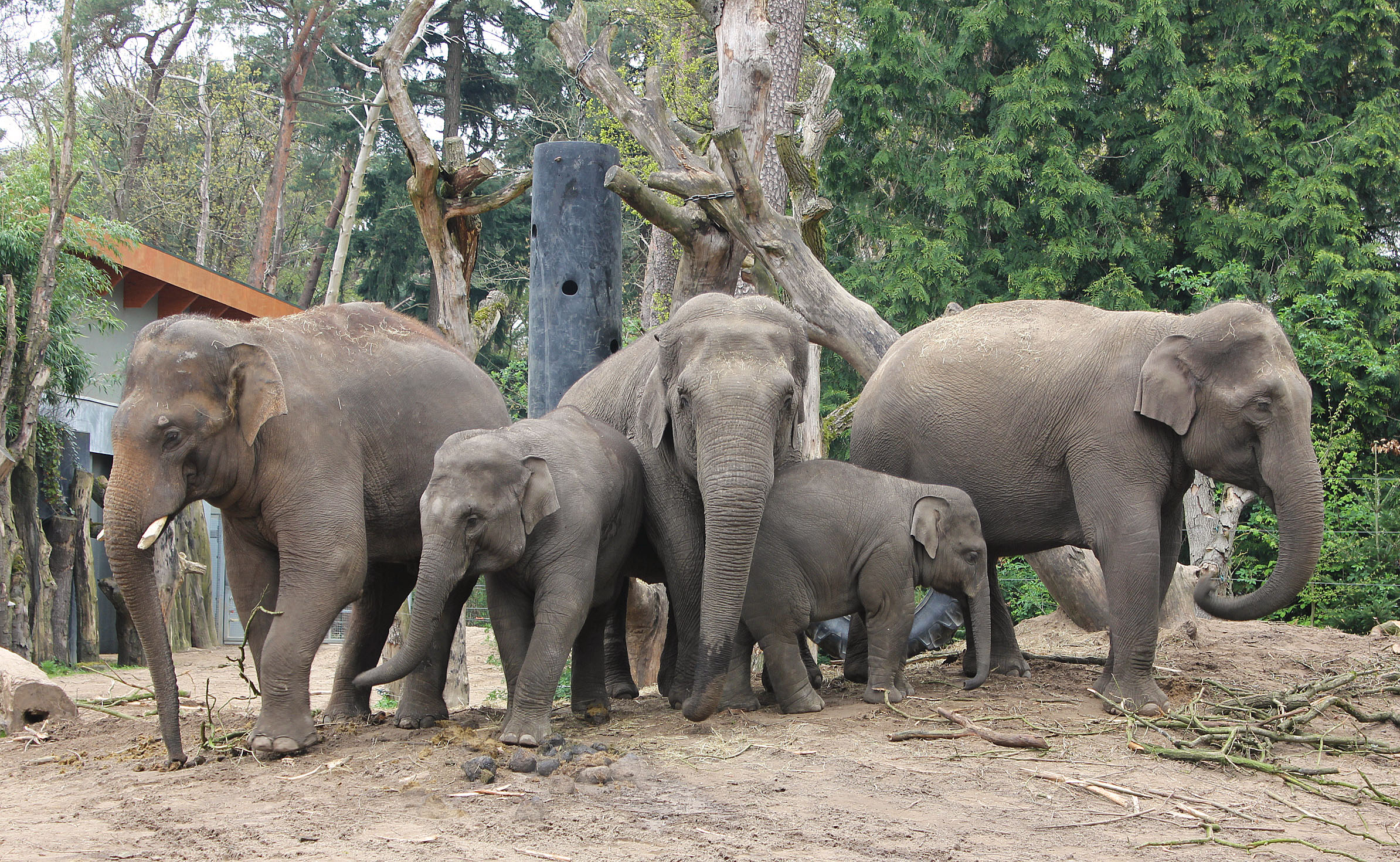 Alles de olifant | onze dieren | DierenPark Amersfoort