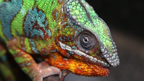 Panterkameleon