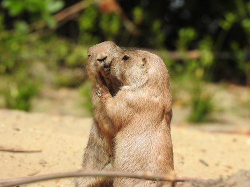 Prairiehondje