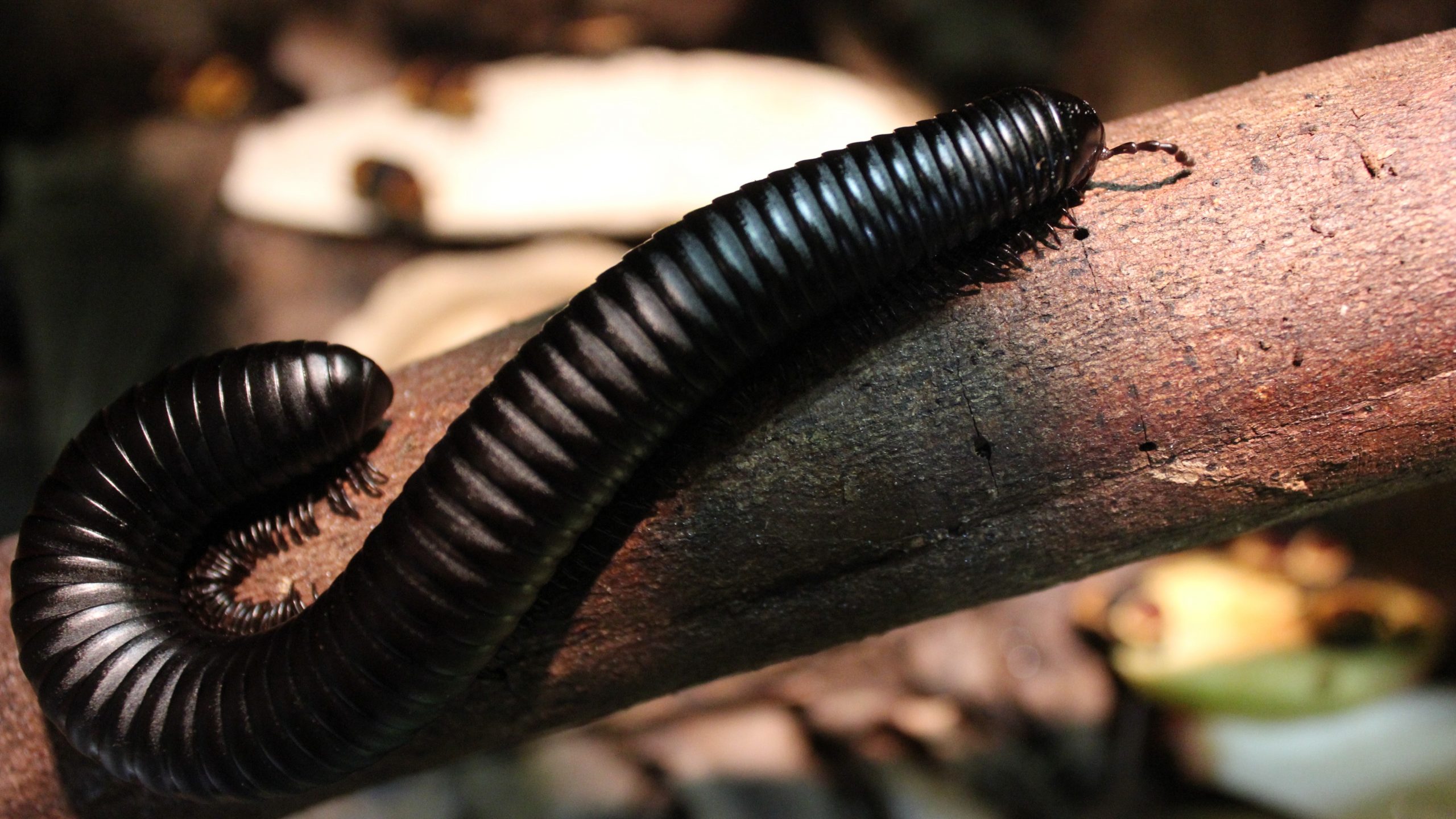 Alles over de miljoenpoot | Ontmoet onze dieren | DierenPark Amersfoort