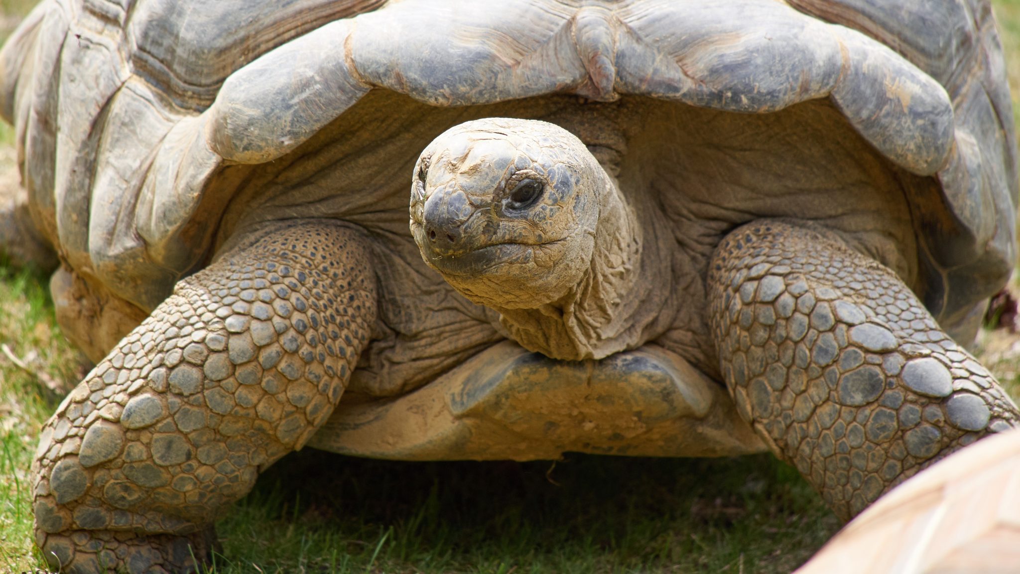 Aldabra Reuzenschildpad | Ontmoet onze dieren | DierenPark Amersfoort
