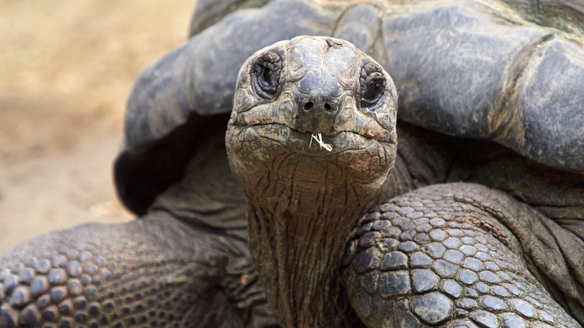 Alles over de: reuzenschildpad | Ontmoet onze dieren | DierenPark