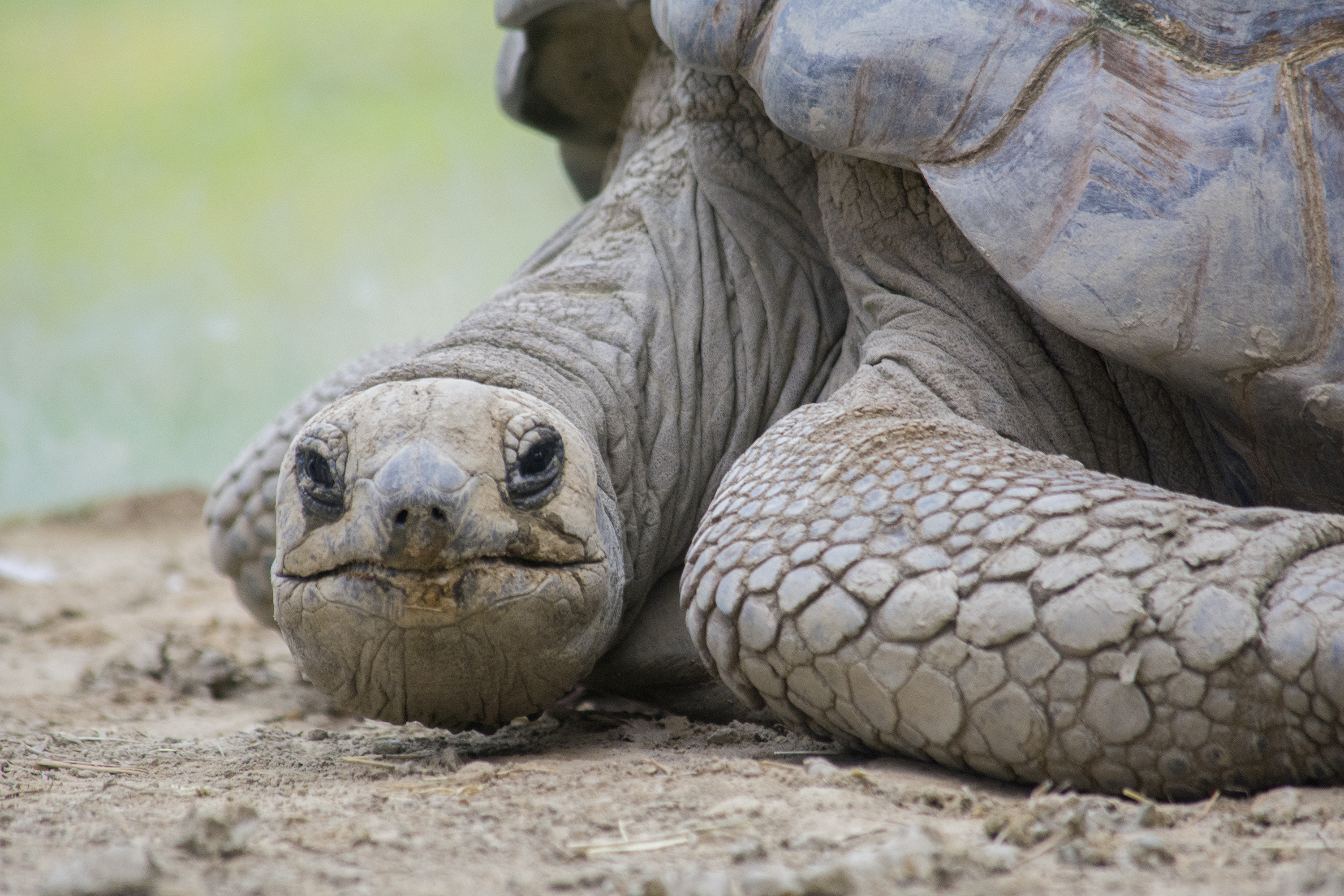 verlamming zo Een nacht Alles over de: reuzenschildpad | Ontmoet onze dieren | DierenPark Amersfoort