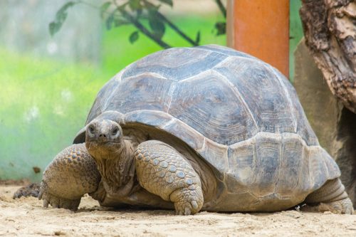 Reuzenschildpad