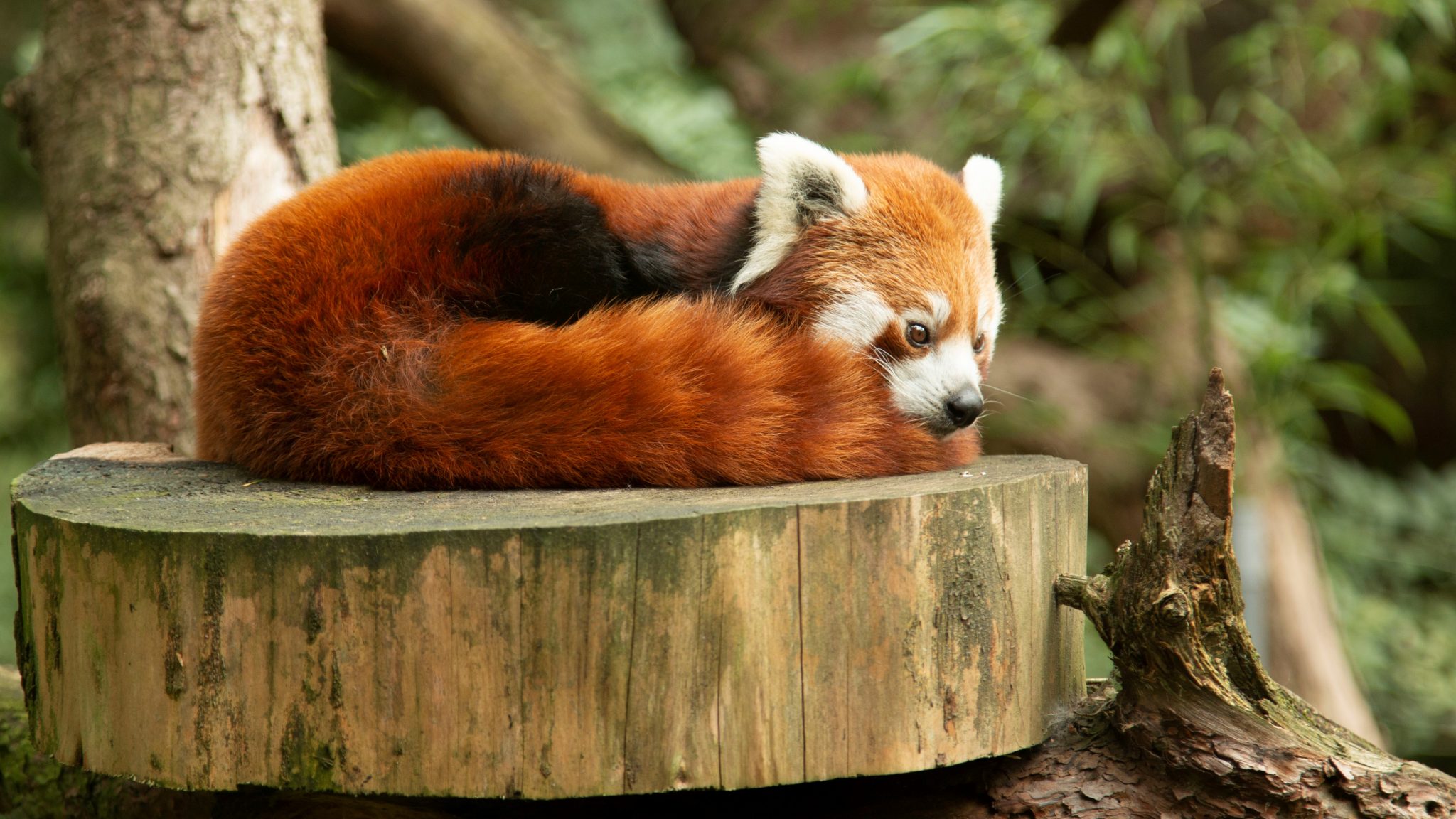 Alles over de rode panda | Ontmoet onze dieren | DierenPark Amersfoort
