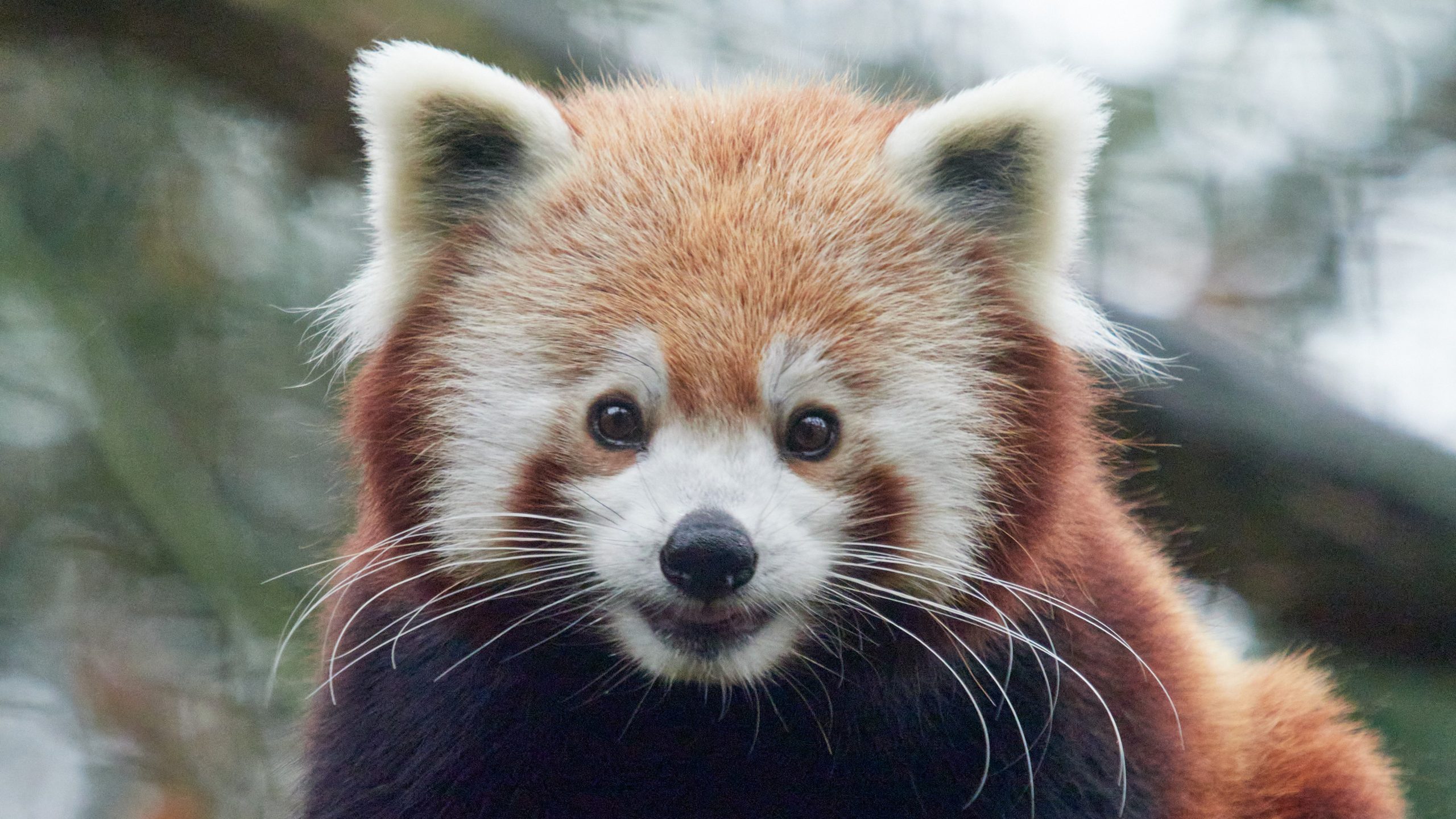 spion schuur Slager Alles over de: rode panda | Ontmoet onze dieren | DierenPark Amersfoort