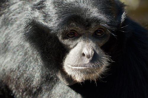 Siamang Ella (50)