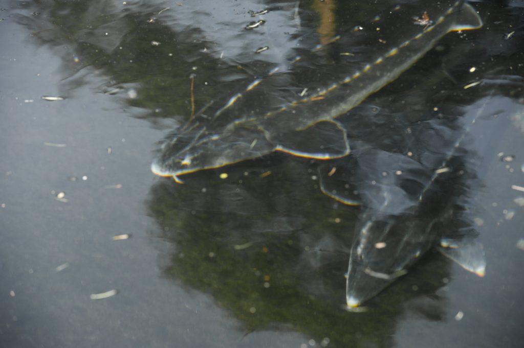 Steur - DierenPark Amersfoort
